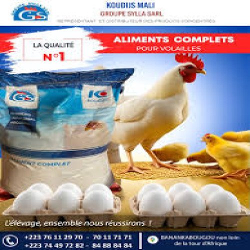 pondeuse intensive poulet